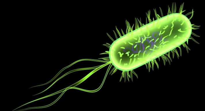 e coli bacterium a vizeletben rash