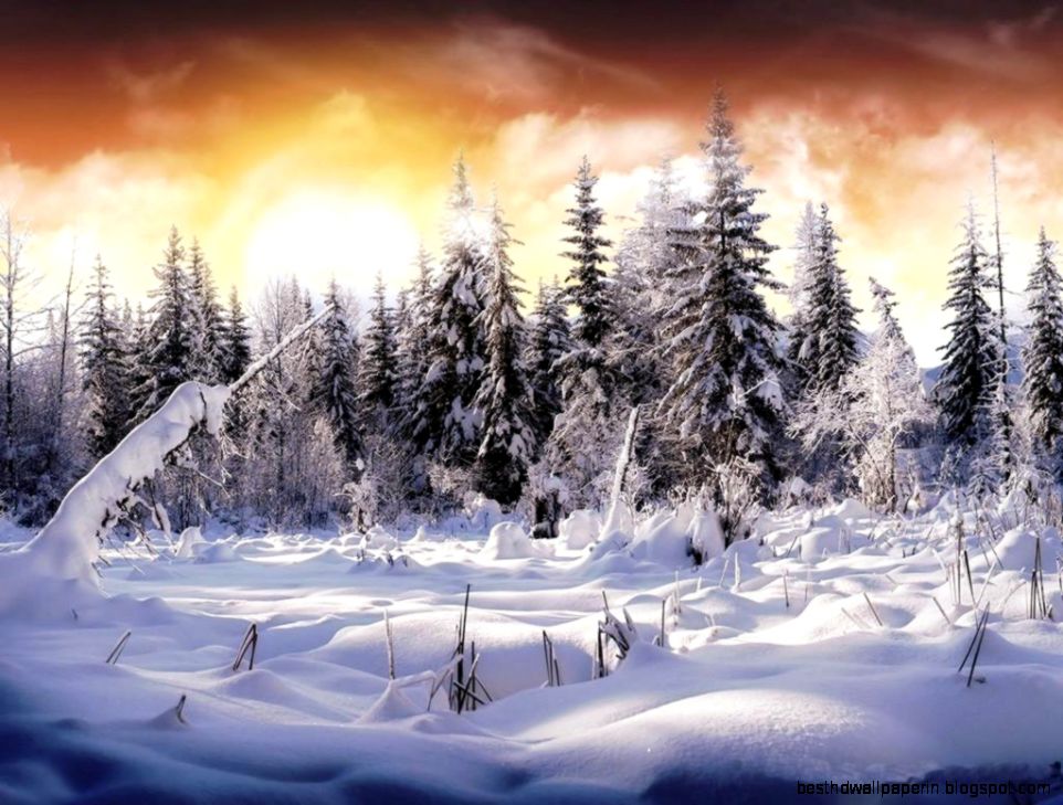 Download Snowy Scene Wallpaper  HD Wallpapers Range