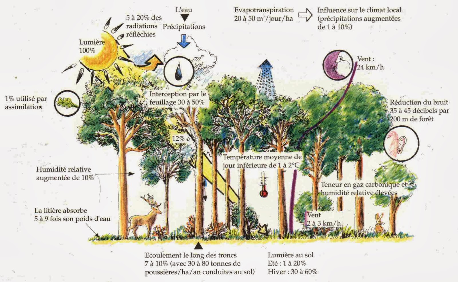 Canopée, les stratégies pour la lumière