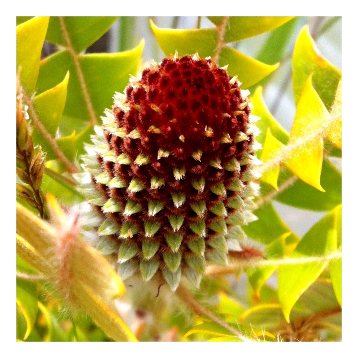Swallows Nest Farm Australian Proteas