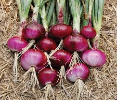 Pyaj Ke Labh Fayde  Benefit Of Onion  प्याज़ के फायदे 