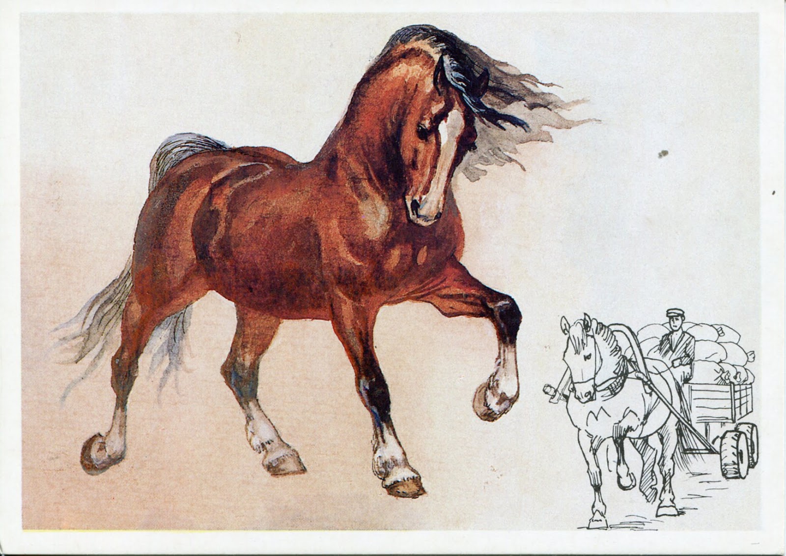 Лошадка открытки. Владимирский 2 тяжеловоз. Открытки с лошадьми. Открытки с изображением лошадей.