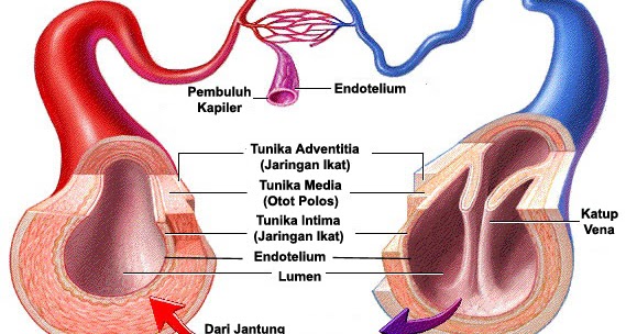 JenisJenis Pembuluh Darah dan Komponen Penyusun Darah