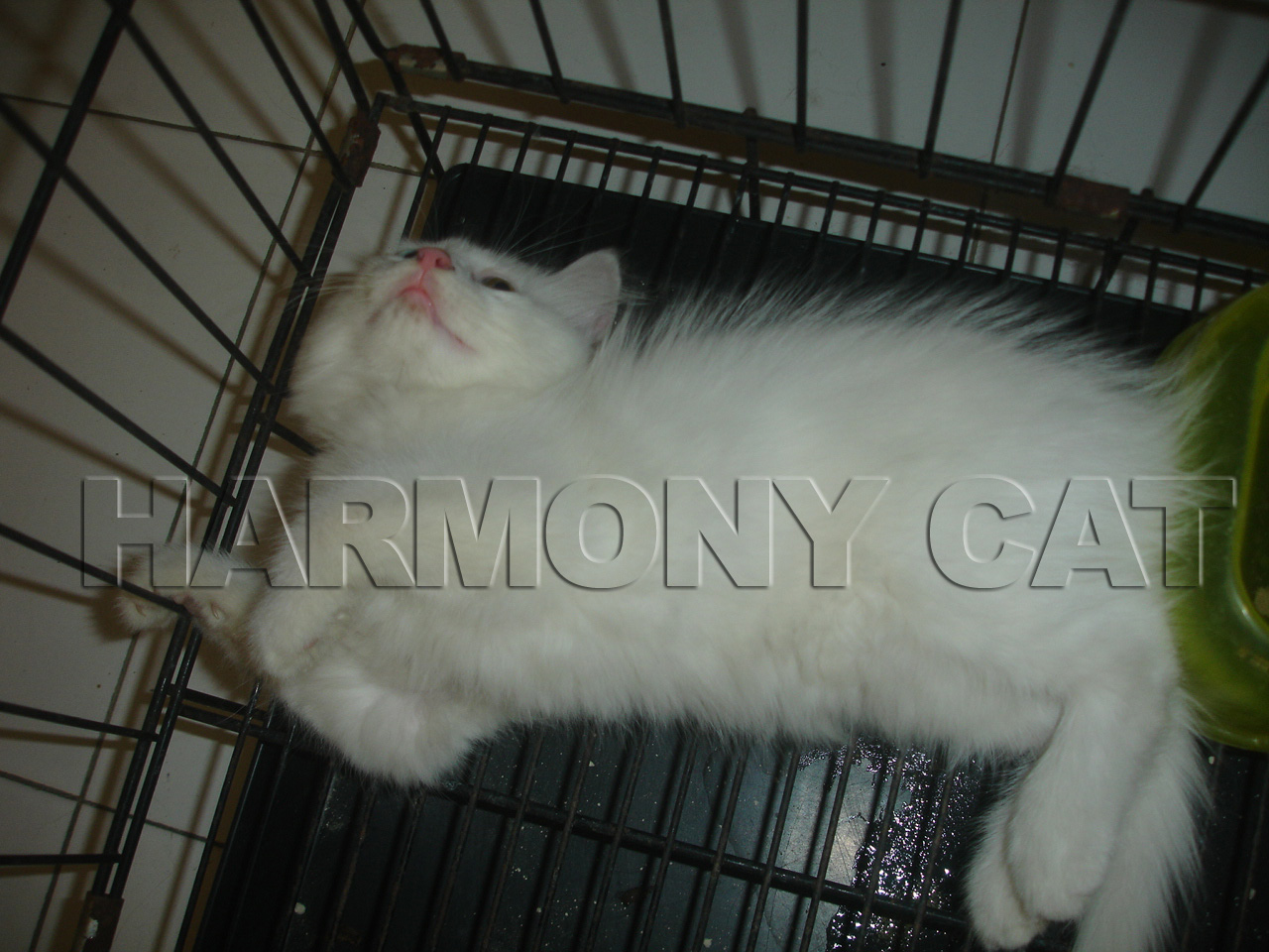 KUCING BETINA MATA BEDA WARNA SIDOARJO SURABAYA Jual