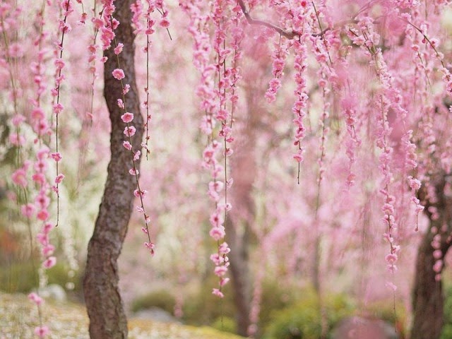 The wonders of spring: stunning pictures of cherry flowers in Japan ...