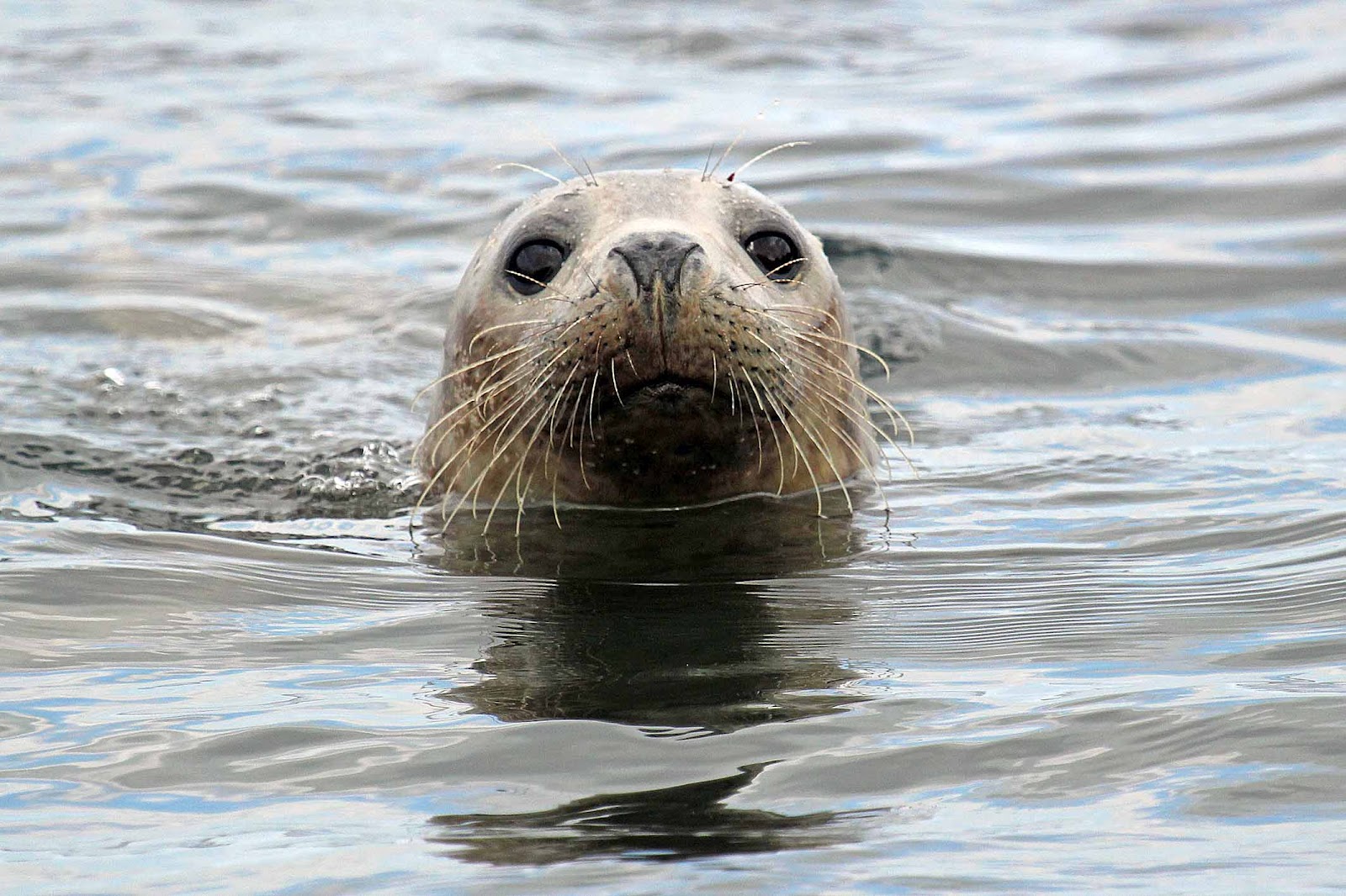 Wildlife And Landscapes Grey Seals wildlife-and-landscapes-grey-seals