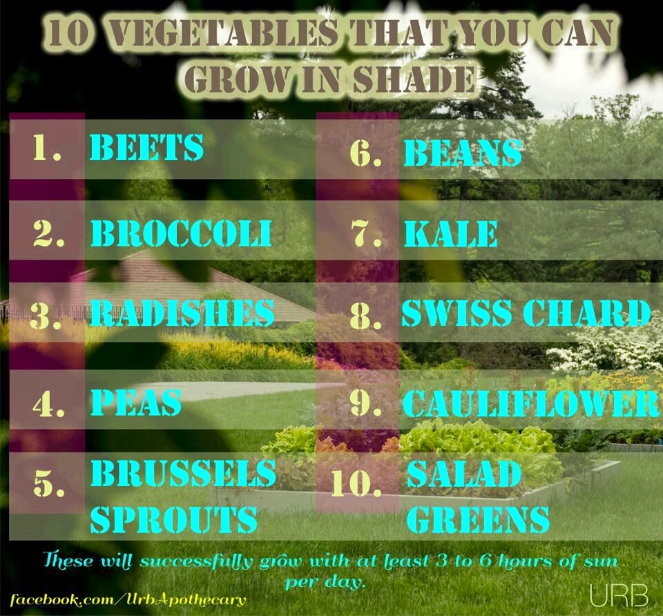 Best Vegetables to Grow in Shade (36 hrs of Sun) Minneapolis Homestead
