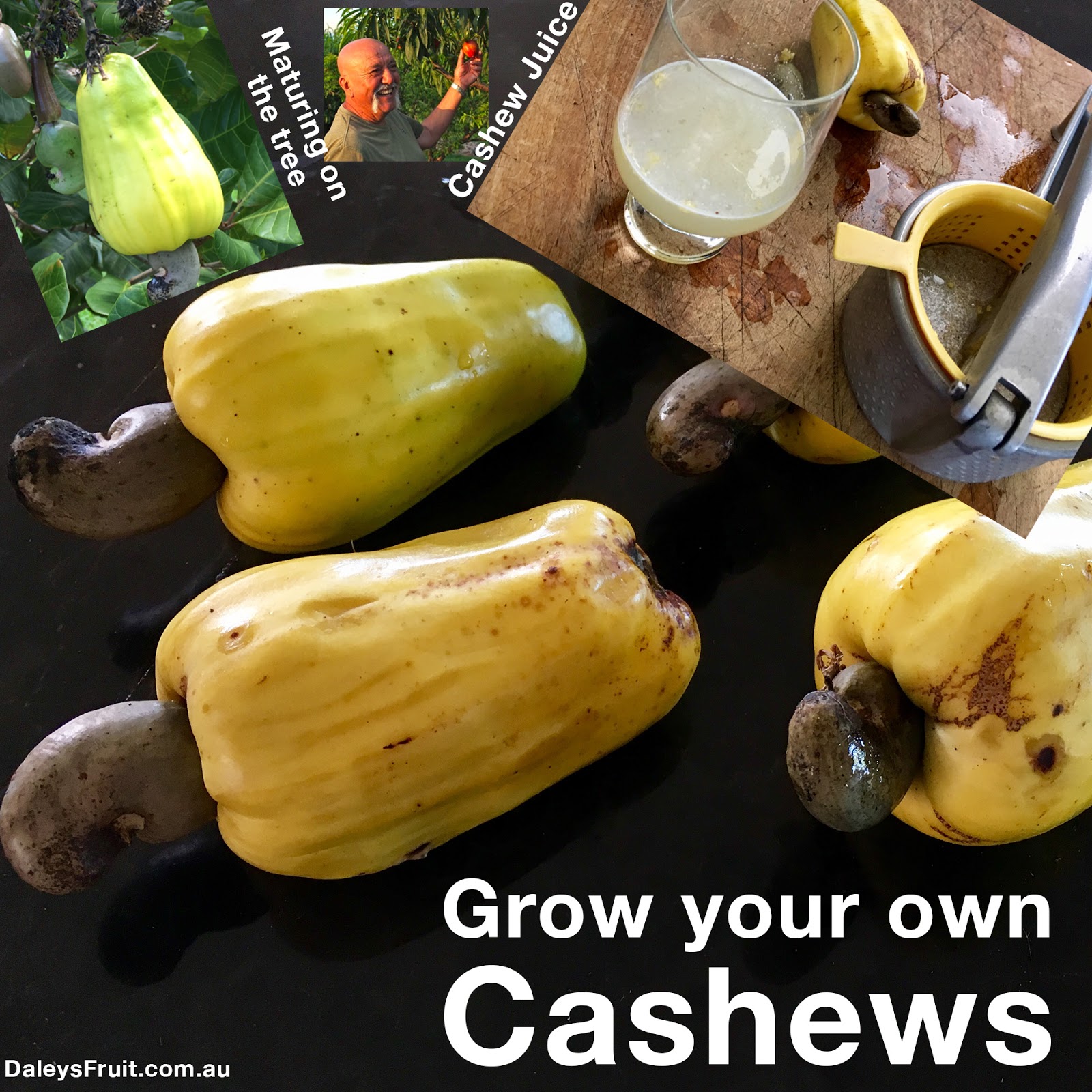 Daleys Fruit Tree Blog Growing Cashew Nut Fruit Trees in the