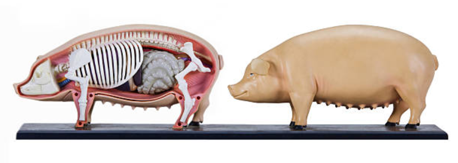 suinos-anatomy-swine-anatomia-porcos-leitão-sow-bones-veterinary