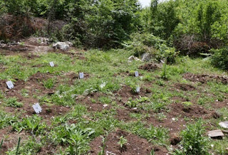 Asgjesohen 380 rrënjë canabis sativa në Vlorë
