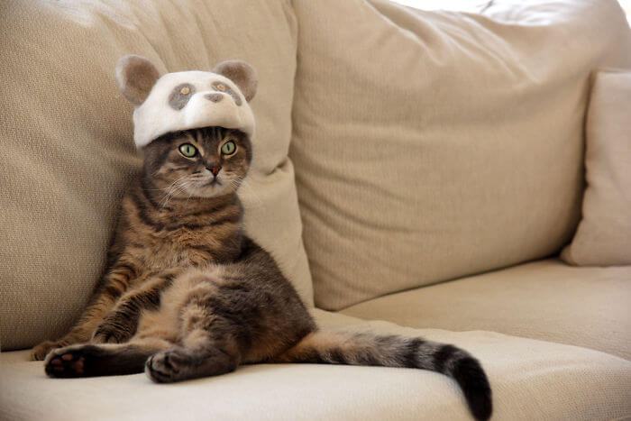 Adorable Cats That Have A Collection Of Hats Made Out Of Their Fur