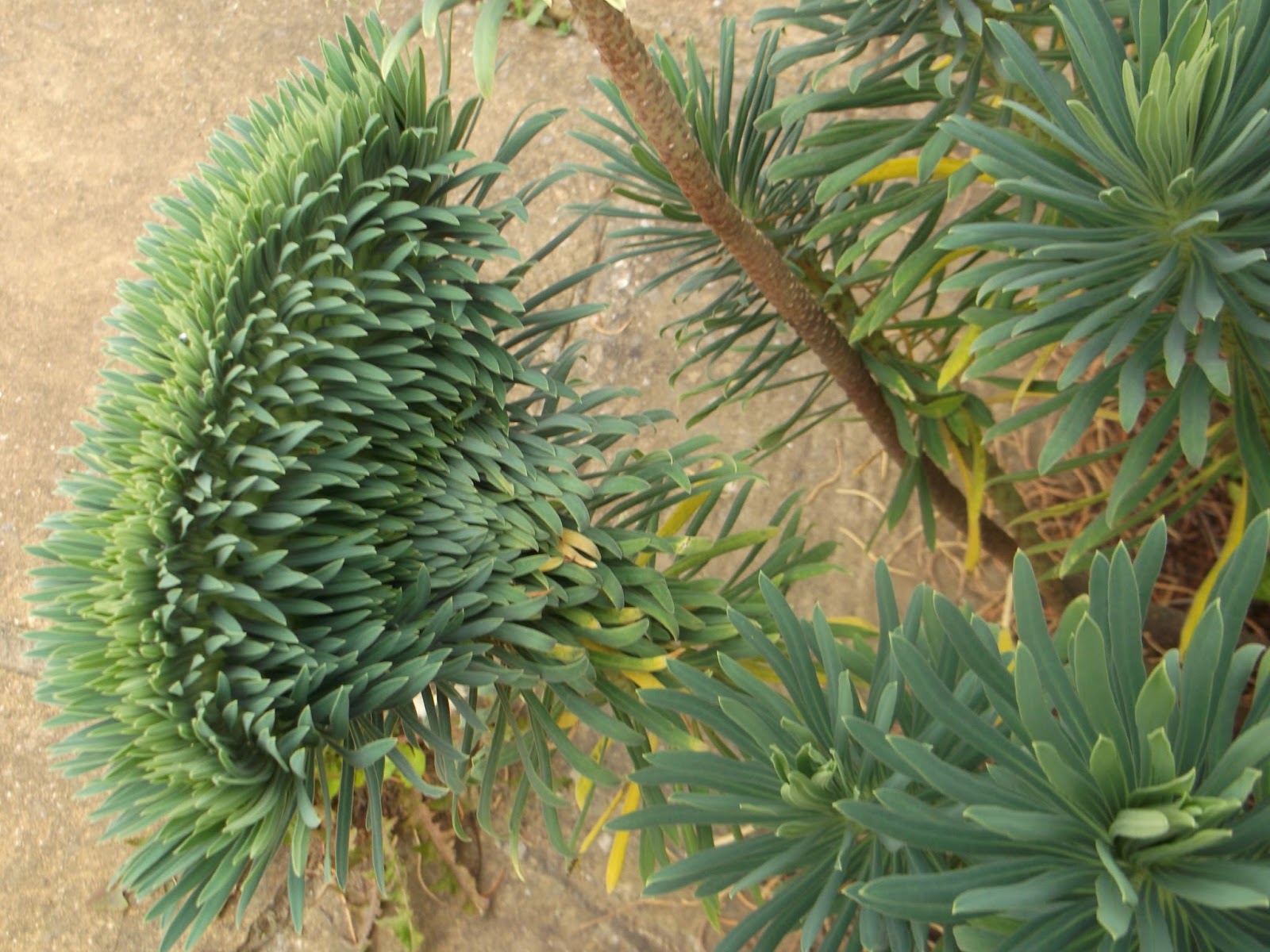 The pruning expert Fasciation