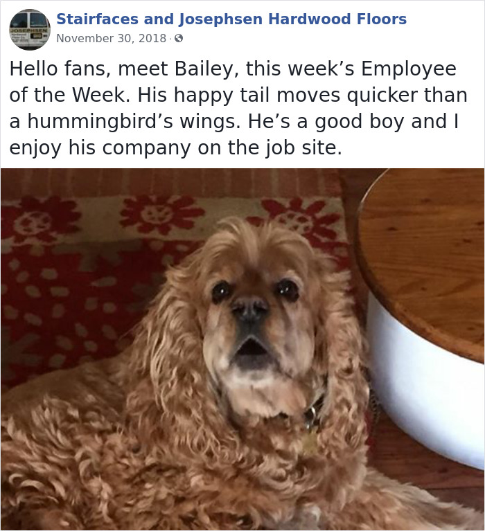 30 Hilarious Dogs That Were The ‘Employees Of The Week’ 30 Hilarious Dogs That Were The ‘Employees Of The Week’