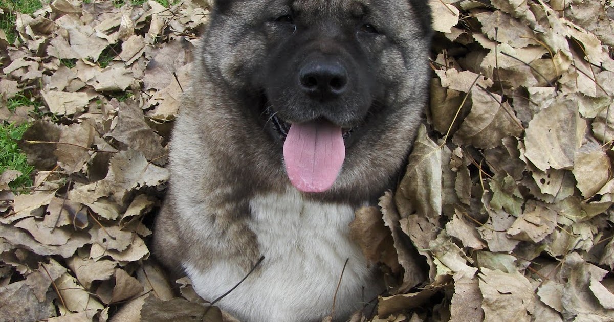 A Kept Life: Number One Dog!!