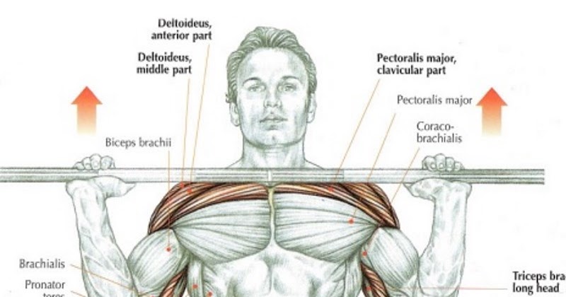 Upper Torso Muscle Name Two Jointed Muscles Of The Arms How To Train