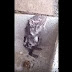 Video: El viral del ratoncito pulcro que se baña como un humano