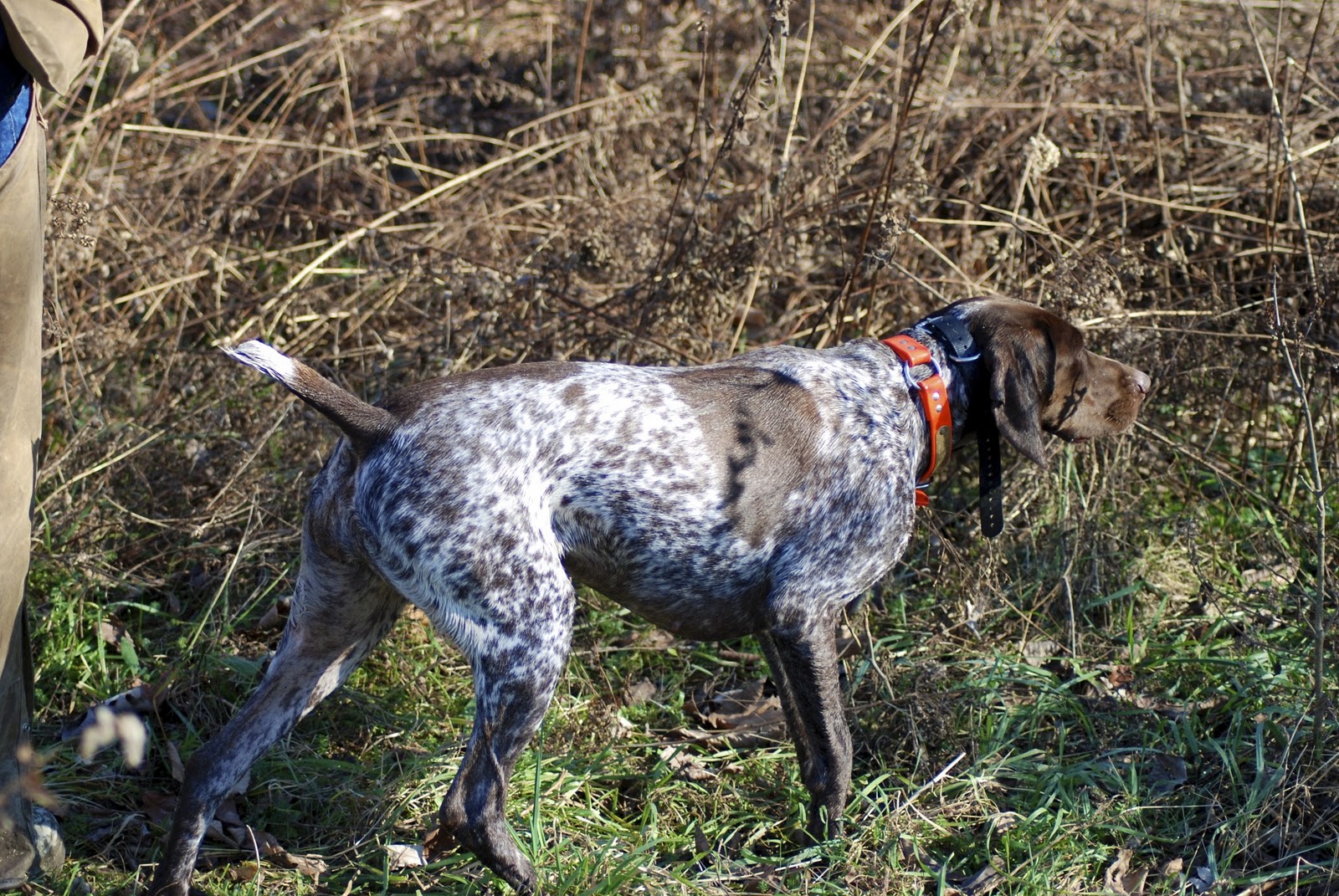 Adventures of a GSP Hunting Dog Sunday Hunt in Sussex County, New Jersey