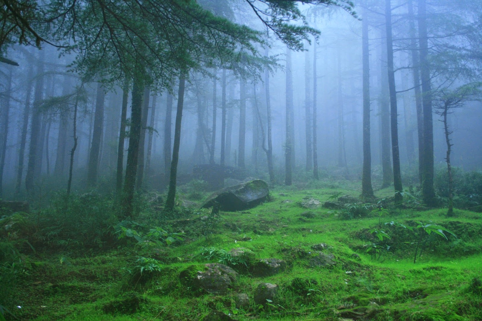 PLACES TO VISIT IN INDIA Beautiful Places In INDIA DEODAR FOREST places-to-visit-in-india-beautiful-places-in-india-deodar-forest