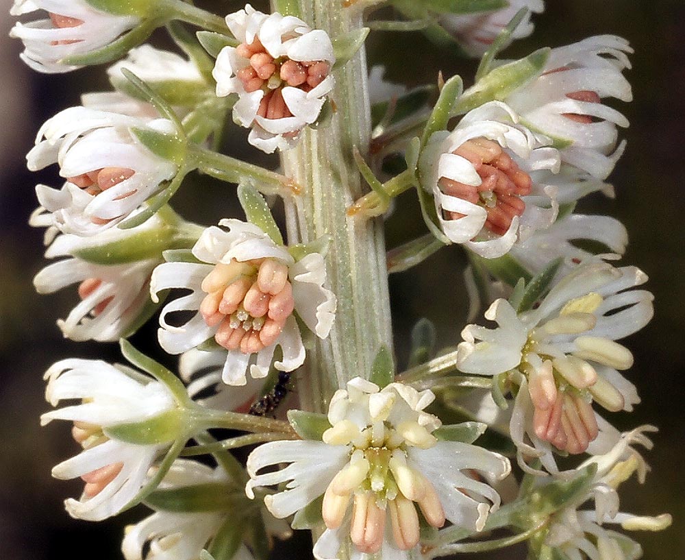 Flora Attica Reseda alba