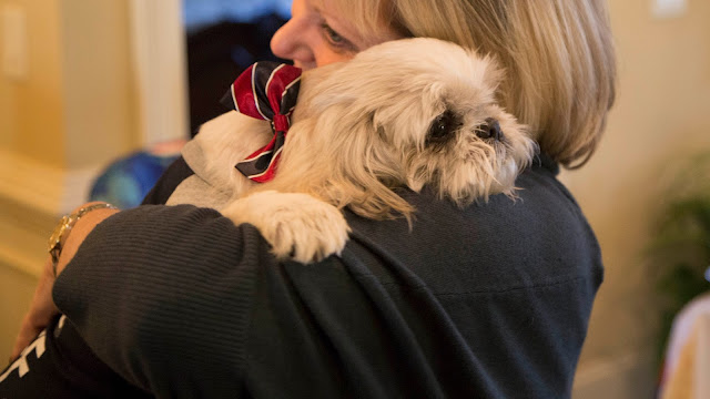 shih tzu