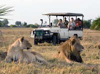 Afrika da aslanlar arasında jip ile safari yapan insanlar