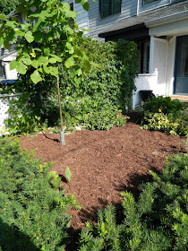 front yard  Leslieville garden cleanup after Paul Jung Gardening Services Toronto