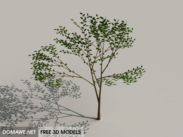Domawe Net Cherry Tree 3d Model Free Download 1