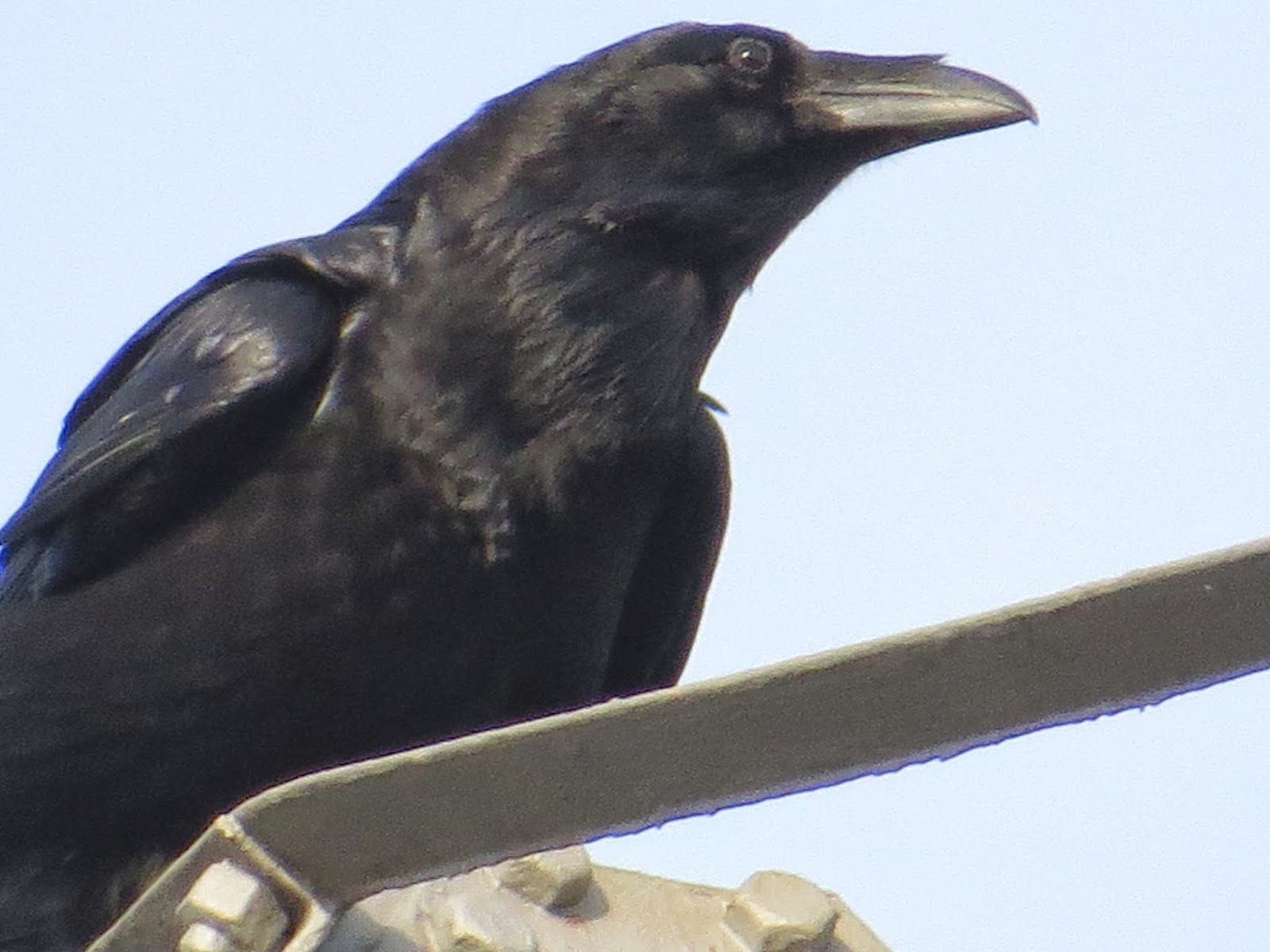 Appleton Wildlife Diary A Raven and two new birds on the feeder