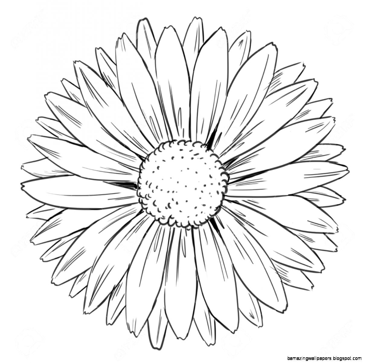 Free Free 239 Outline Free Sunflower Clipart SVG PNG EPS DXF File