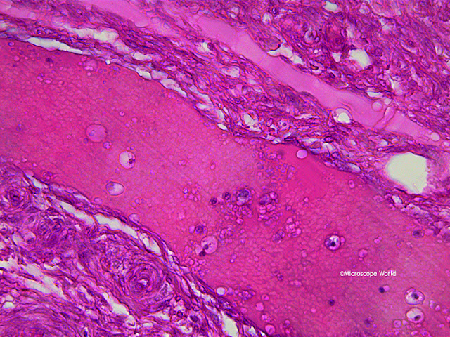 Microscopy image of ovary under the microscope at 400x magnification, captured by Microscope World.