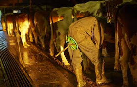 صور رائعة لكيفية صنع الجبنة السويسرية!