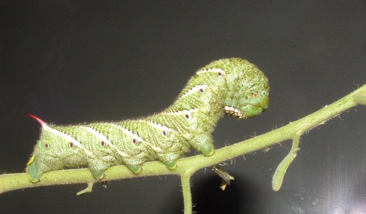 Share Our Garden!: Tomato Problems and How To Fix Them