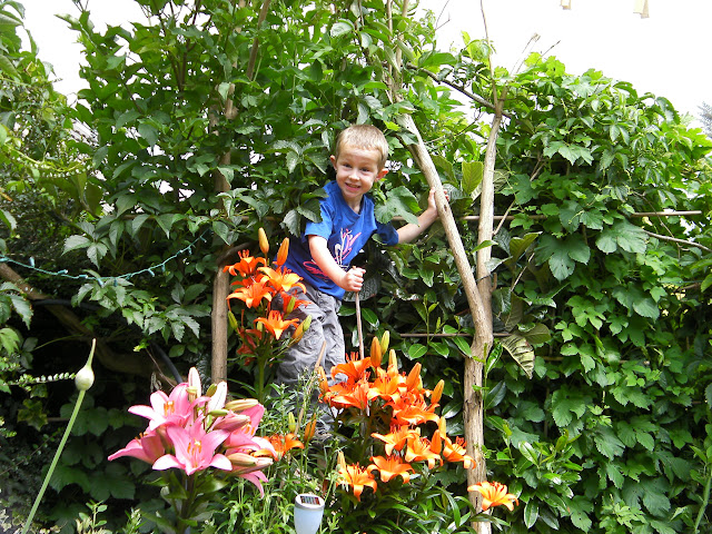 beautiful lilies, garlic flower, hops humulus lupulus and a boy in a buddleia tree