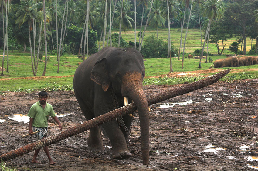 An elephant can climb. Слон несет бревна. Слоны помогают. Слон тащит бревно. Слоны помогают людям.