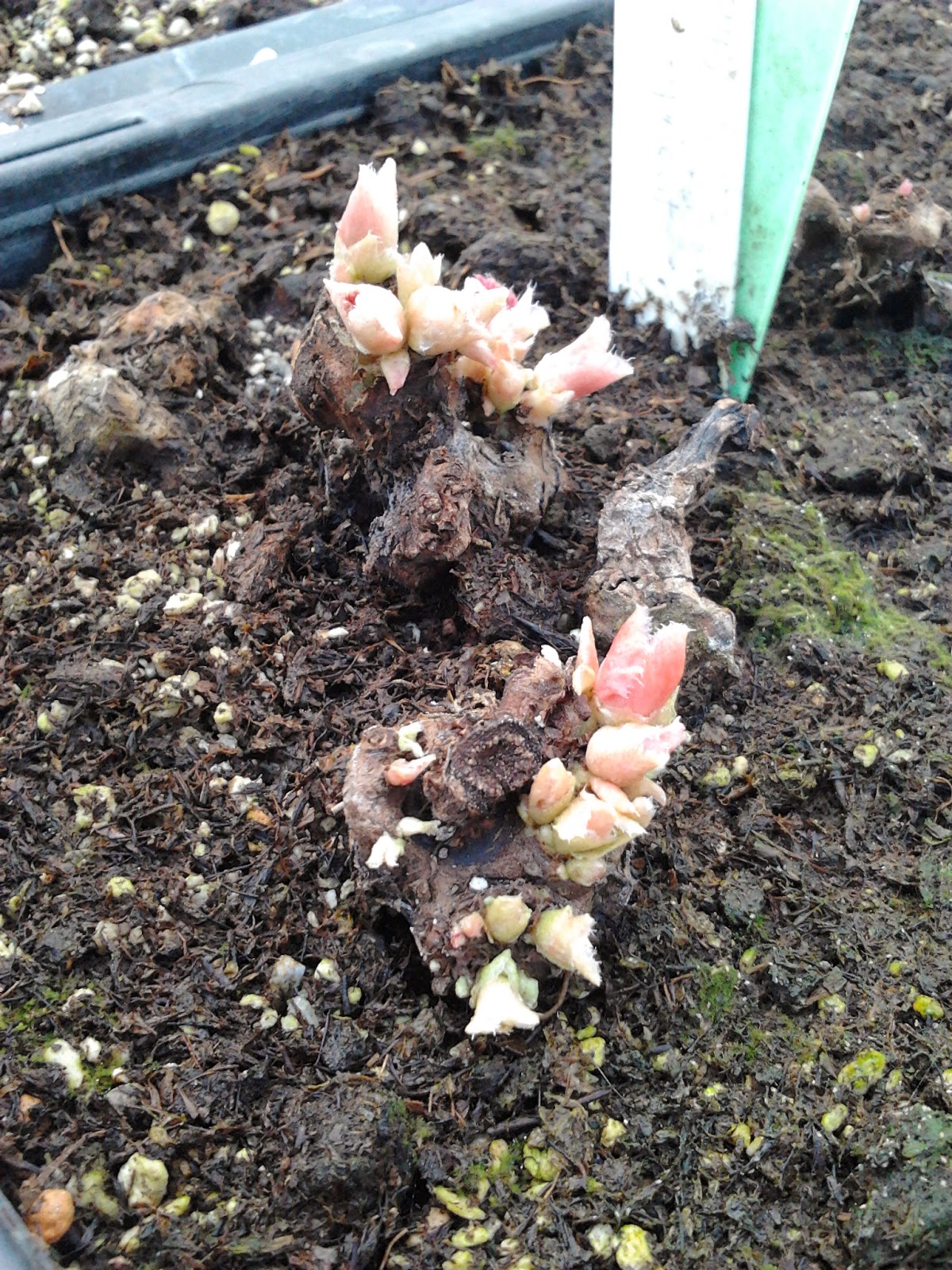 Sabrina's Apprentice Diary Setting begonia tubers