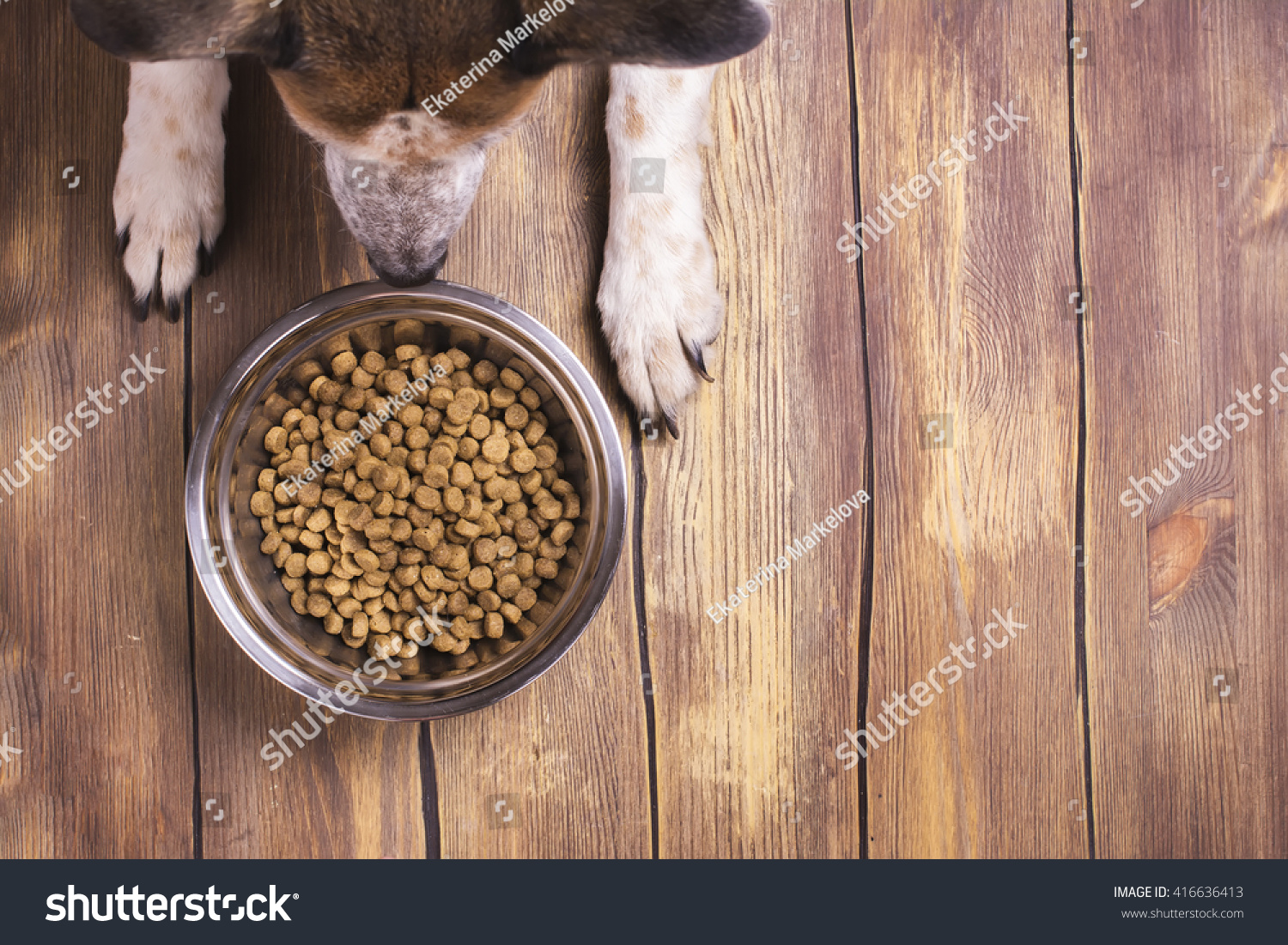 Dog Training Tips And Tricks Healthy Dog Foods & Treat Tips As Well As