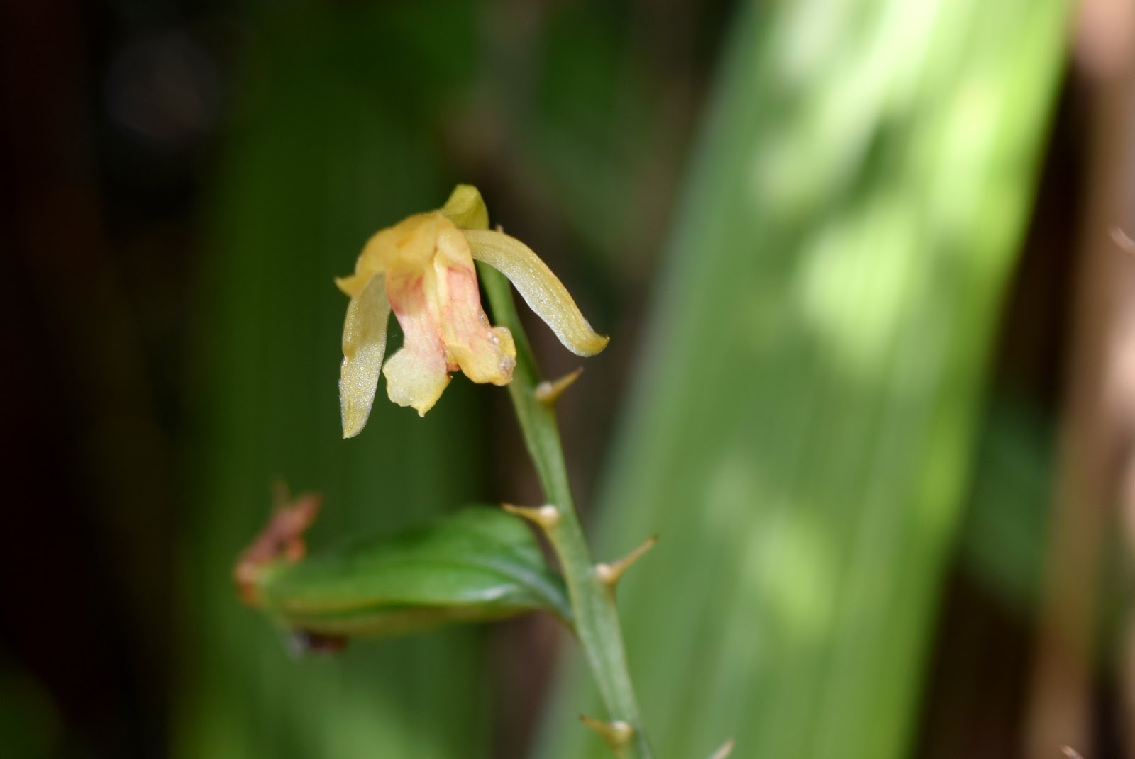 Field Notes and Photos Monk Orchid