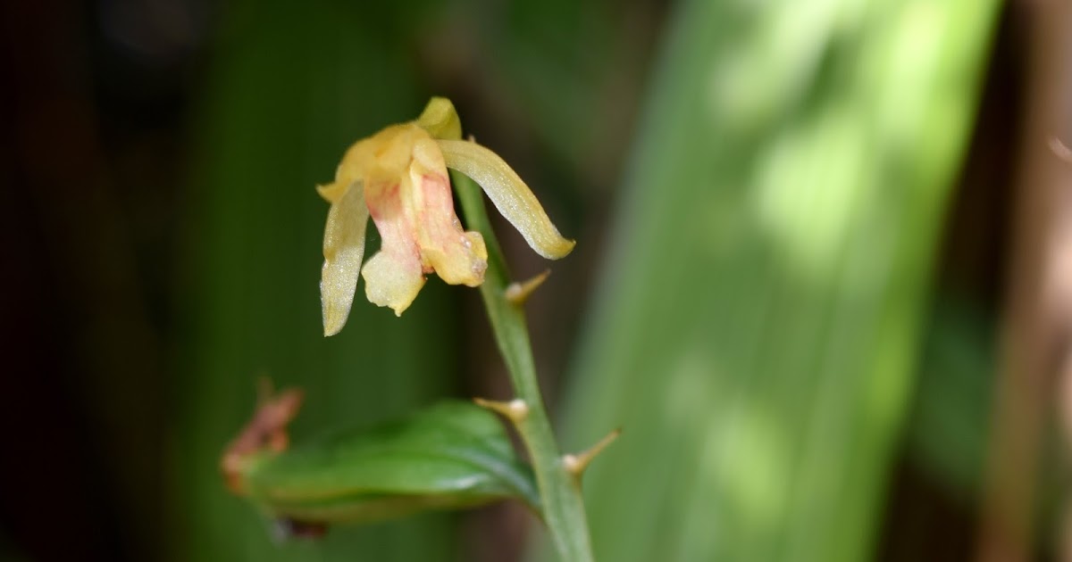 Field Notes and Photos Monk Orchid