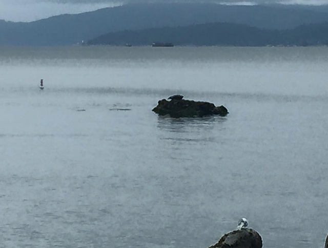 SeaWheeze 2015 Race Recap