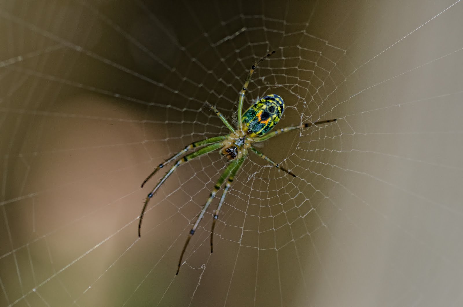 Wildlife at River Ridge Orchard Spider