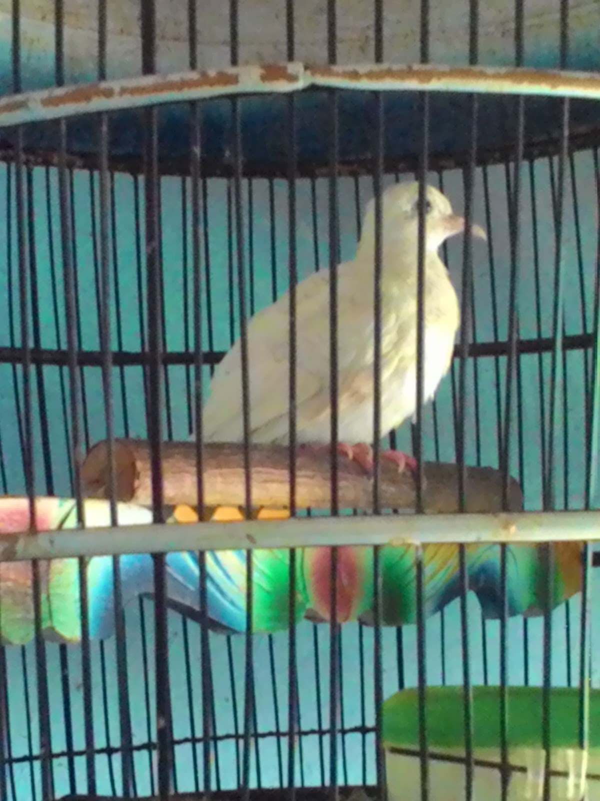 JUAL KUTUT: Jual Perkutut Putih Mata Merah Remaja