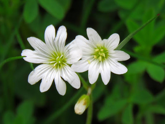 Gwiazdnica wielkokwiatowa (Stellaria holostea) gwiazdnica