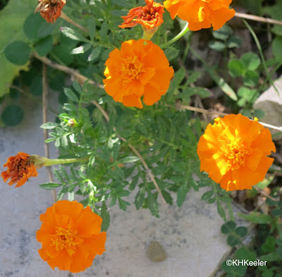 marigold, Tagetes marigold, Tagetes