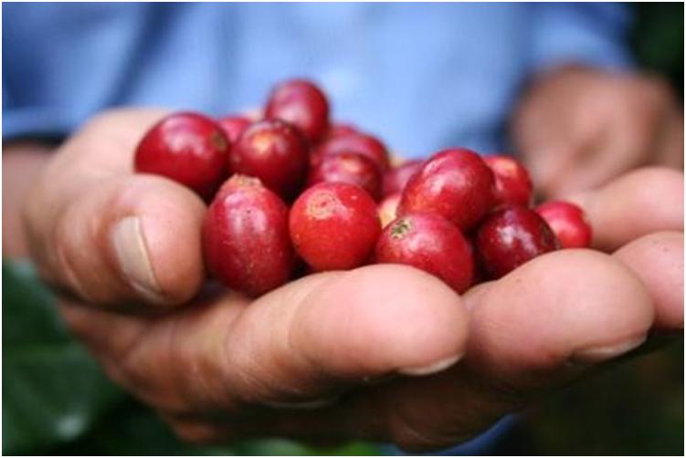 The Good Cup Coffee Company How Coffee Beans are Harvested