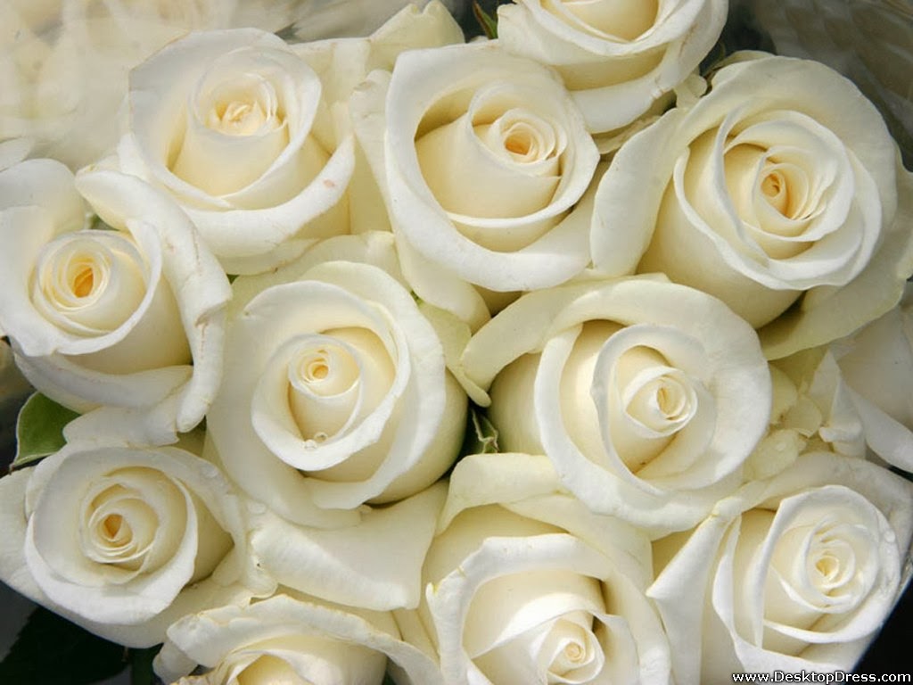 Picture World Beautiful White Rose