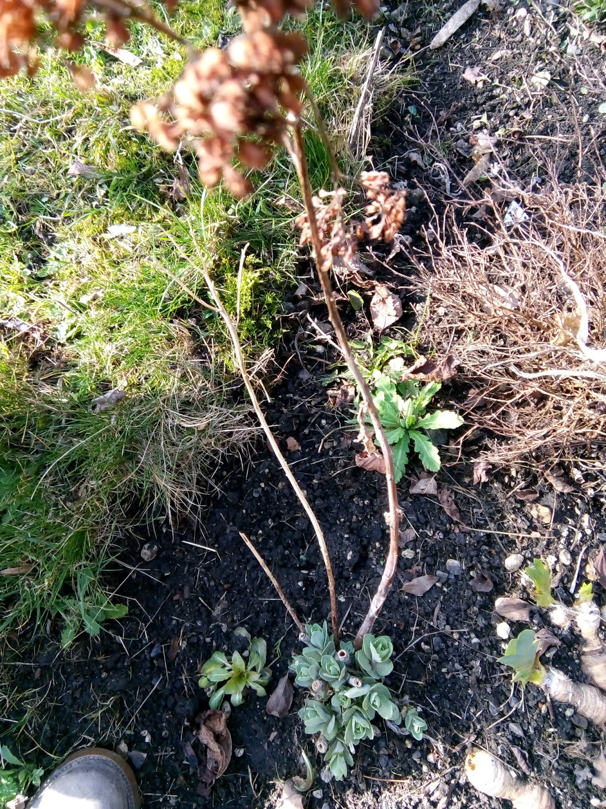 Rachel the Gardener Time to cut back the Sedum!