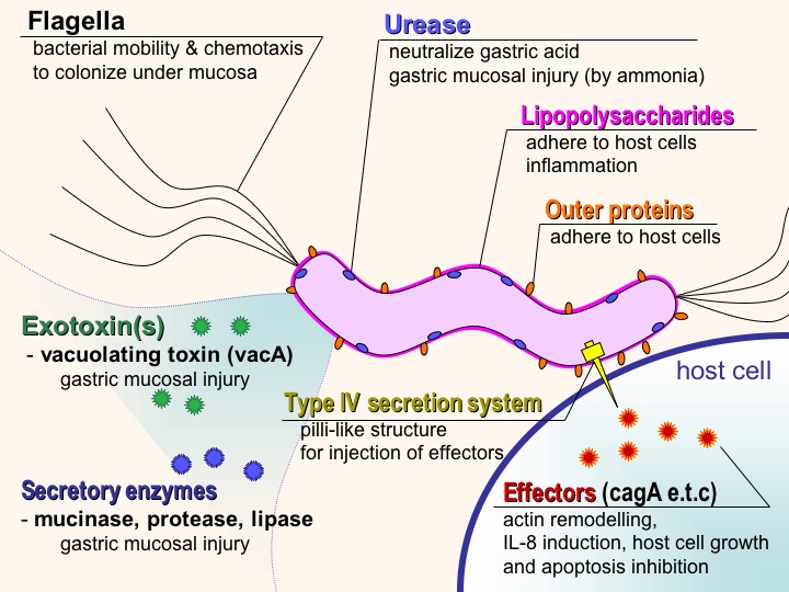 Dissertation h helicobacter infection pylori
