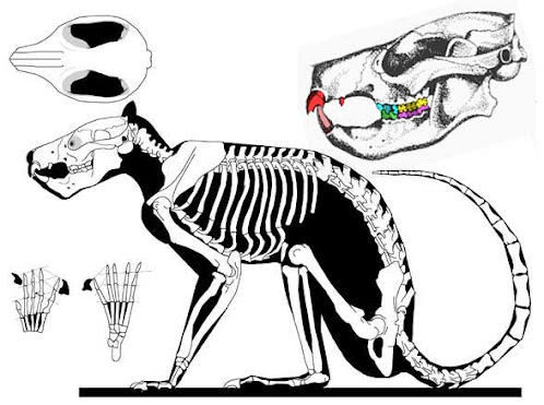 Plesiadapis skull