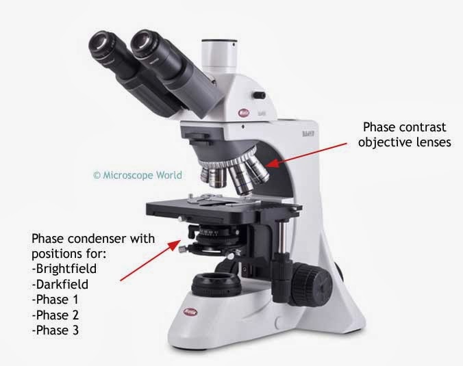 phase contrast microscope image
