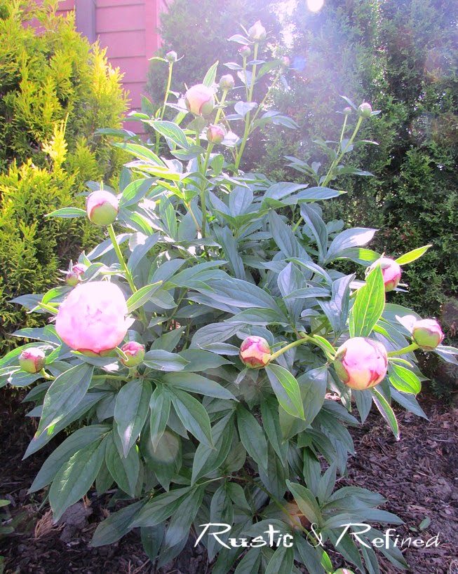 Weigela My Monet Stock Photo Picture And Rights Managed Image